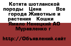 Котята шотланской породы › Цена ­ 40 - Все города Животные и растения » Кошки   . Ямало-Ненецкий АО,Муравленко г.